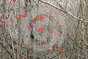 Red Fall Leaves - Winter Colors