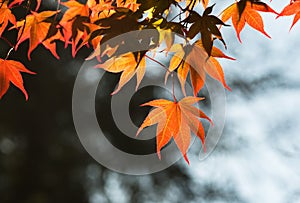 Red fall maple leaves backlit with sunshine