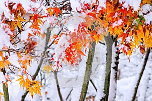 Red fall maple tree covered in snow, Korea.