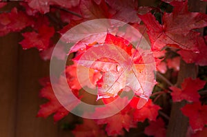 Red fall maple tree leaves background