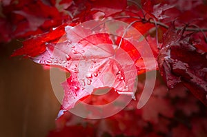 Red fall maple tree leaves background