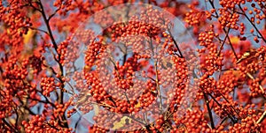 red fall rowanberry branch. red fall rowanberry background. fall season with red rowanberry photo