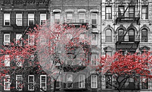 Red fall trees contrast against old brick buildings in black and white - New York City
