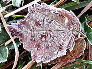 Red fallen leaf covered with layer of rime