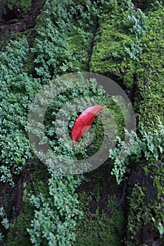red fallen leaf on the green Bryophyte contrast
