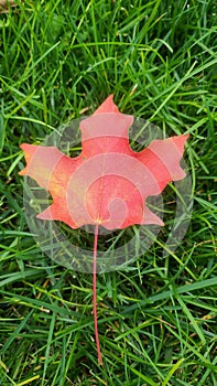 Red fallen maple leaf on grass