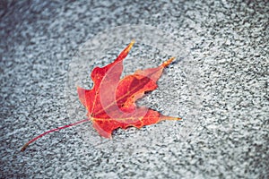 Fallen red maple leaf on gray stone in autumn