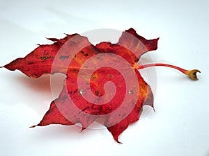 Red fallen maple leaf on white background. Autumn leaf fall.