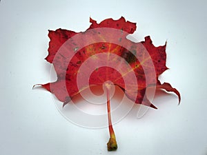 Red fallen maple leaf on white background. Autumn leaf fall.