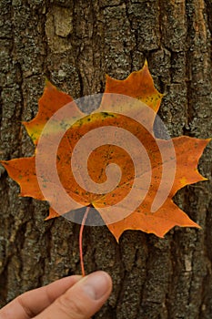 Red fallen maple leaf with yellow stripe on wood texture background.