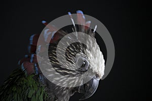 Red-fan Parrot