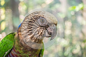Red-fan parrot