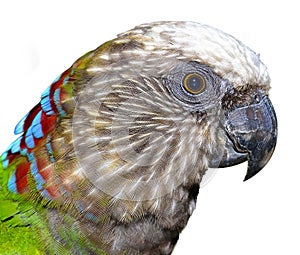 Red-fan parrot (Hawk-headed Parrot)