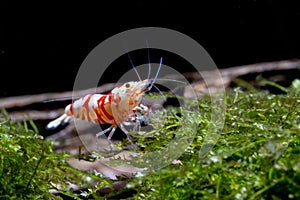 Red fancy tiger dwarf shrimp stay and look for food on moss in freshwater aquarium tank