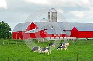 Red Farm Barn with Cows photo