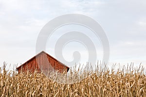 Red Farm Building Behind Tall Dry Corn