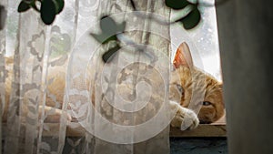 A red farm cat sleeping on the window sill after the night prey photo