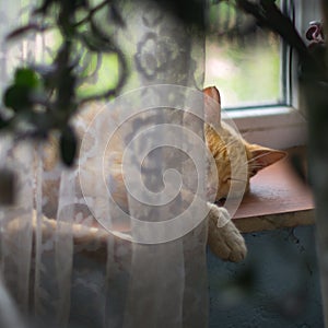 A red farm cat sleeping on the window sill resting after the night prey photo