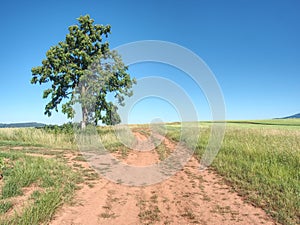 Red farm road between barley fields. Dusty dirt road through