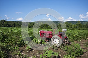 Red farm tractor resting in a field in New York State