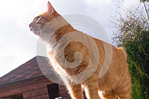 red fat cat sitting on the roof in sunny day, blue sky