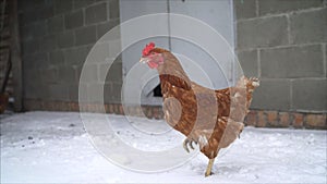 Red fat chicken stands in the snow. Free range chicks are fighting for a position in the sun on a cold winter day with snow on the