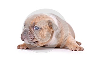 Red fawn colored French Bulldog dog puppy on white background