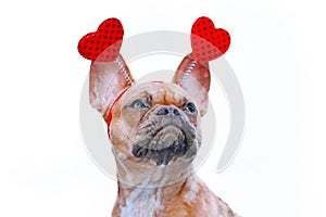 Red fawn French Bulldog dog wearing funny Valentine headband with hearts on white background