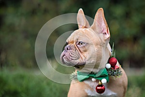 Red fawn French Bulldog dog wearing seasonal Christmas collar with green bow tie