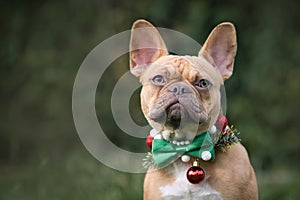 Red fawn French Bulldog dog wearing seasonal Christmas collar with green bow tie on blurry green background