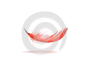 Red feather