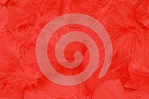Red feather background