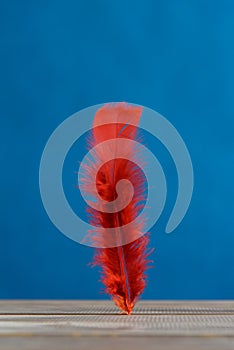 Red feather on a blue background.