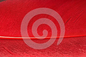 Red feather close up