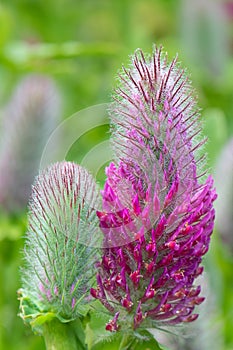 Red feather clover, Trifolium rubens, flower close-up