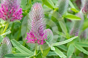 Red feather clover, Trifolium rubens, flowering