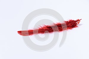 A red feather on a white background