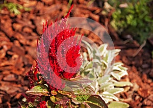 Red Feathered Cockscomb Flower photo