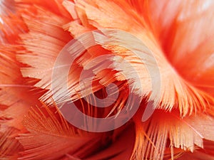 Red feathers