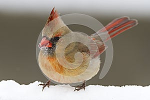 Red female Cardinal bird standing in the white winter snow