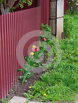 A red fence with tulips growing near it