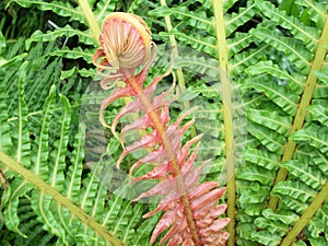 Red Fern Frond