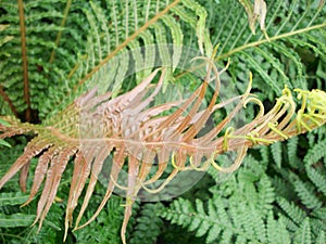 Red Fern Fronds