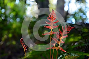 Red fern fronds unfurling