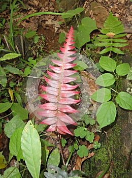 Red fern