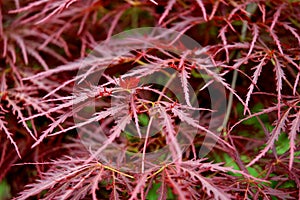 Red Fern Leaves