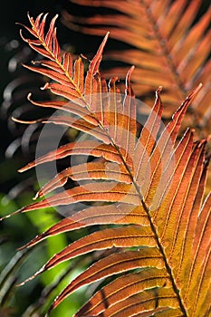 Red fern leaves