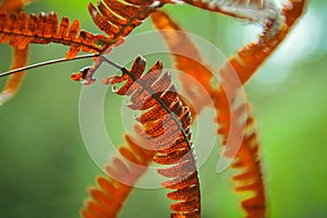 Red fern in Malaysia