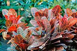 Red fern plant growing in the tropical gardens in the Frederik Meijer Gardens