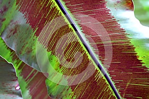 Red fern spore on leaf